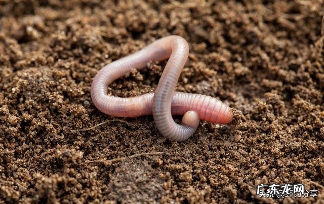 为何饵料钓鱼人越来越多？和饵料比蚯蚓钓鱼究竟输在哪里？