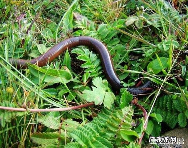 为何饵料钓鱼人越来越多?和饵料比蚯蚓钓鱼究竟输在哪里?