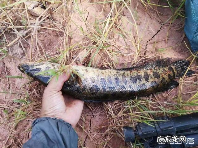 为何饵料钓鱼人越来越多?和饵料比蚯蚓钓鱼究竟输在哪里?