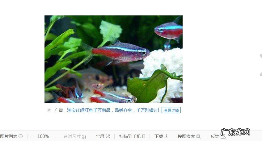 红绿灯鱼怎么判断要产卵