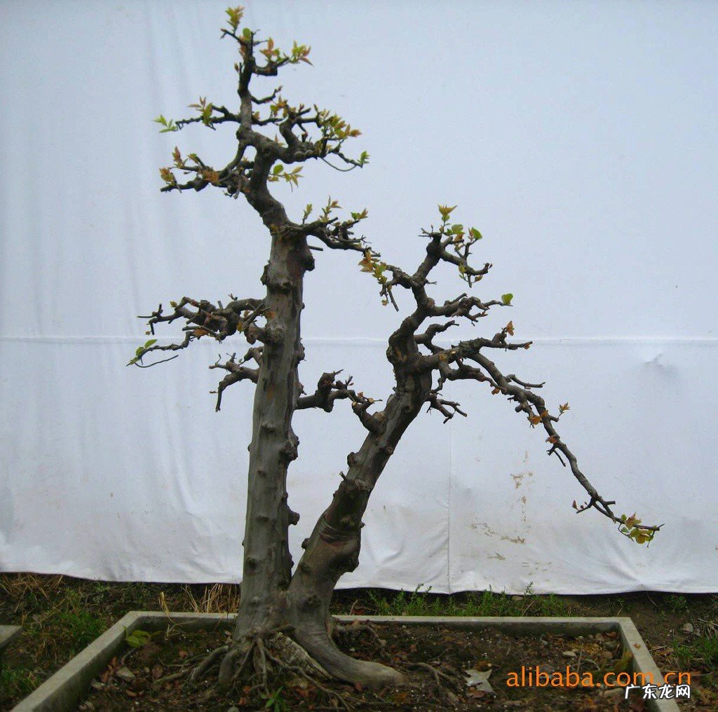 冬天野生雀梅如何辨认