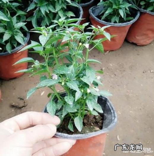 七彩椒怎么种植?