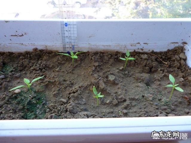 七彩椒怎么种植?