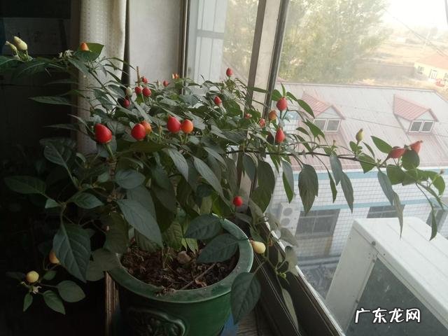 七彩椒怎么种植?