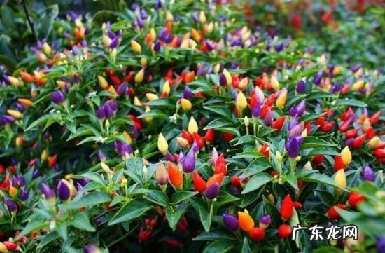七彩椒怎么种植?