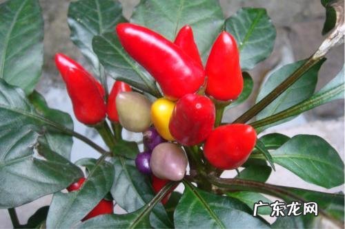 七彩椒怎么种植?