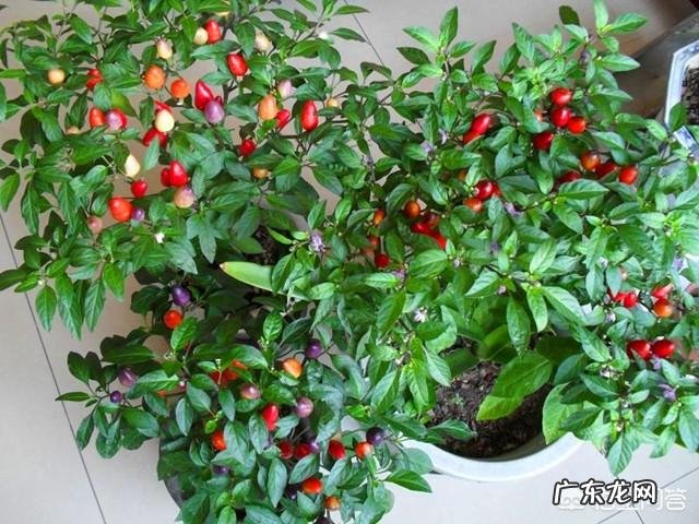 七彩椒怎么种植?