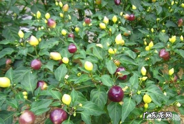 七彩椒怎么种植?