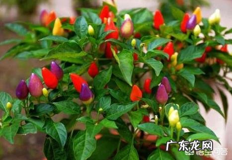七彩椒怎么种植?