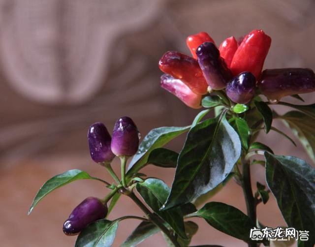 七彩椒怎么种植?