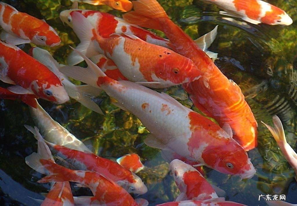 锦鲤鱼养一条好么