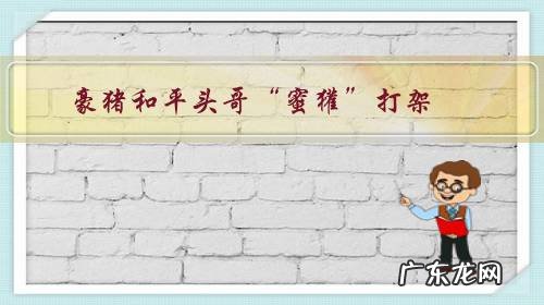 豪猪和平头哥“蜜獾”打架,谁更厉害?