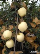 黄金维纳斯苹果是不是炒作，真的有那么好吗