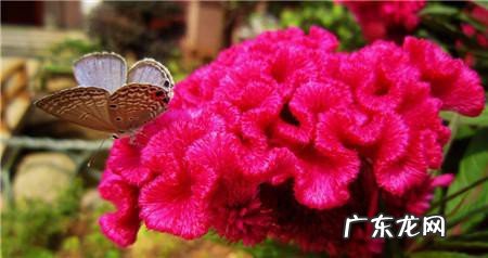 鸡冠花什么时候开花