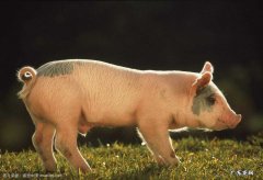 夏天猪吃食少怎么办