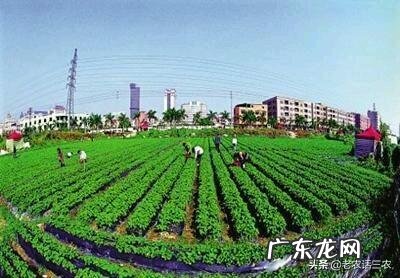 我国今年疫情过后有新茶,预计茶叶的产量、销量和价格将会怎样?