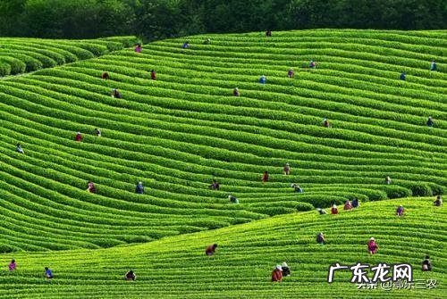 我国今年疫情过后有新茶，预计茶叶的产量、销量和价格将会怎样？
