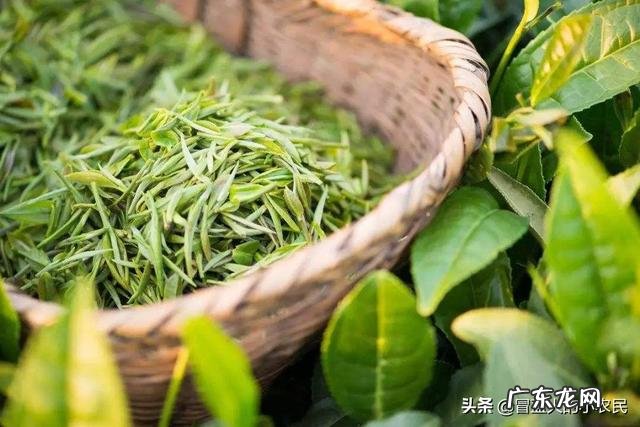 我国今年疫情过后有新茶,预计茶叶的产量、销量和价格将会怎样?