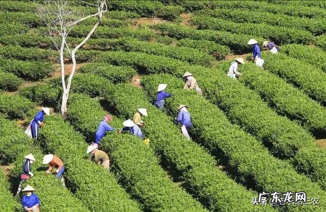 我国今年疫情过后有新茶,预计茶叶的产量、销量和价格将会怎样?