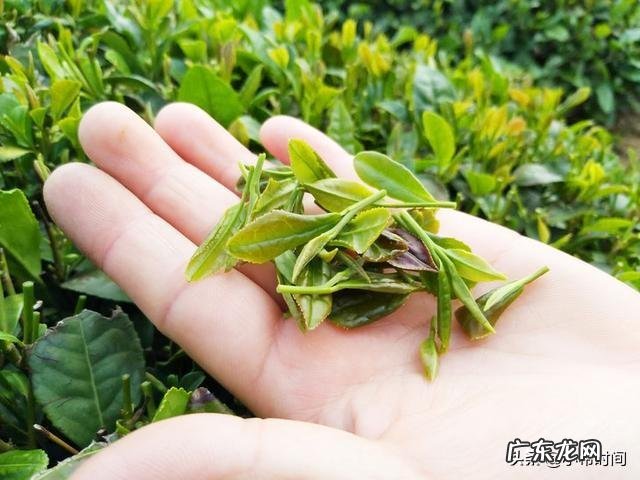 我国今年疫情过后有新茶,预计茶叶的产量、销量和价格将会怎样?