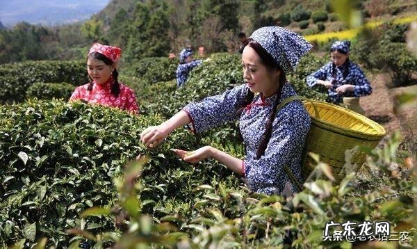 我国今年疫情过后有新茶,预计茶叶的产量、销量和价格将会怎样?