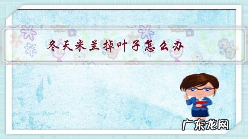 冬天米兰掉叶子怎么办?日常如何养护米兰?