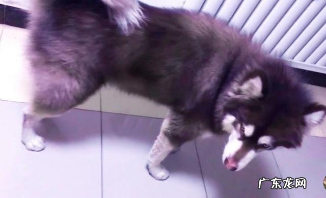 拉布拉多吃的不少为什么长不胖