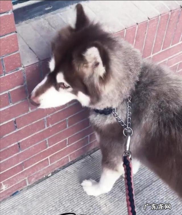 拉布拉多吃的不少为什么长不胖