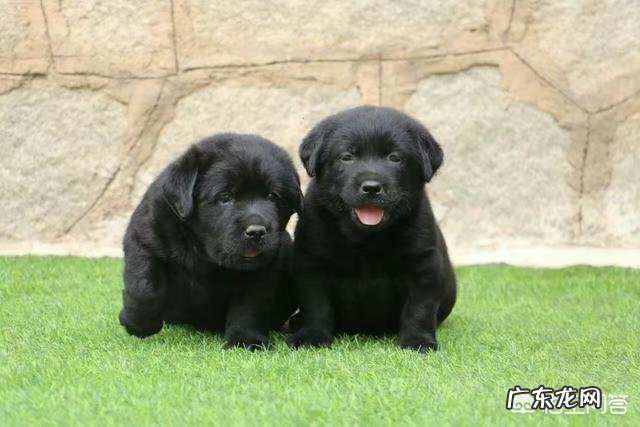 拉布拉多吃的不少为什么长不胖