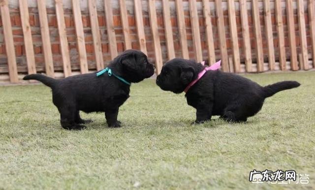 拉布拉多吃的不少为什么长不胖