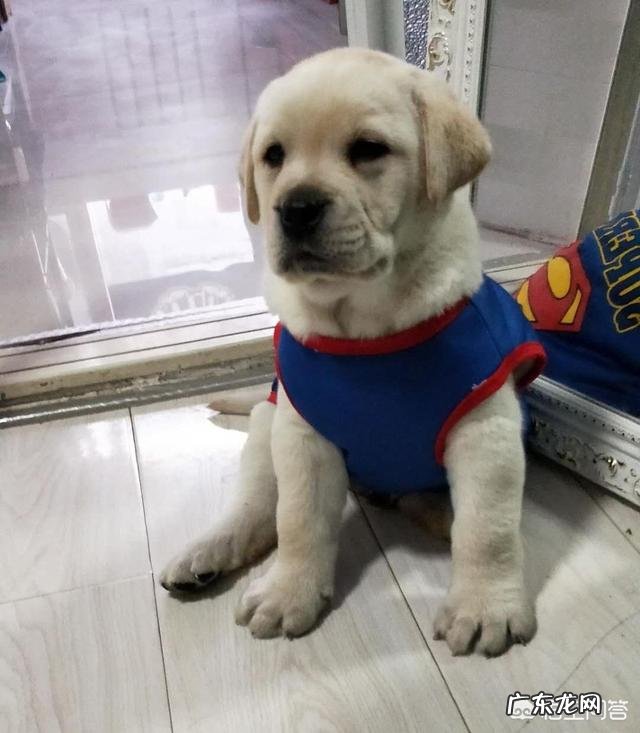 拉布拉多吃的不少为什么长不胖