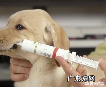 拉布拉多吃的不少为什么长不胖