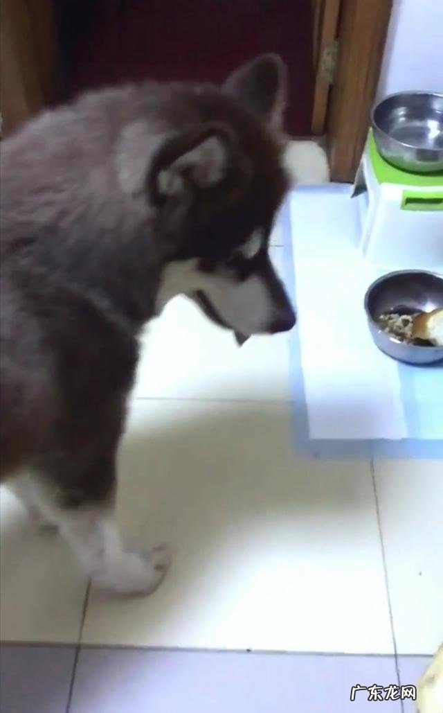 拉布拉多吃的不少为什么长不胖