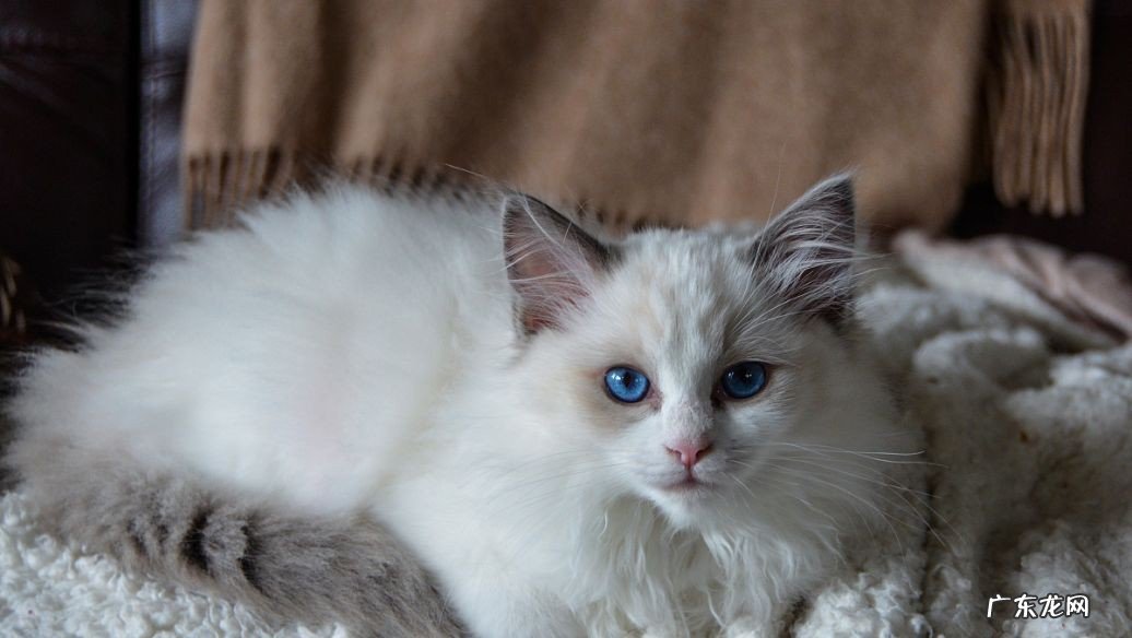 怎么教幼猫用盆吃