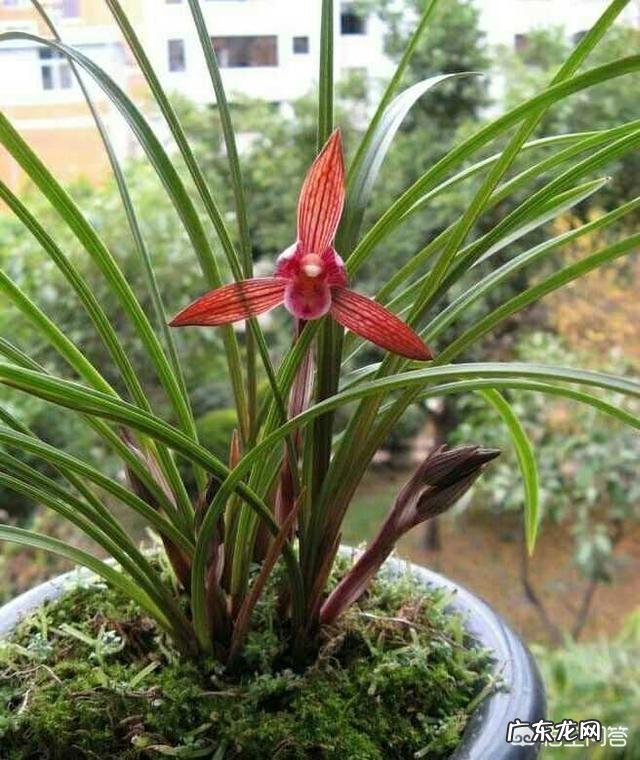 青山盆和加仑盆哪个更适合兰花养殖?