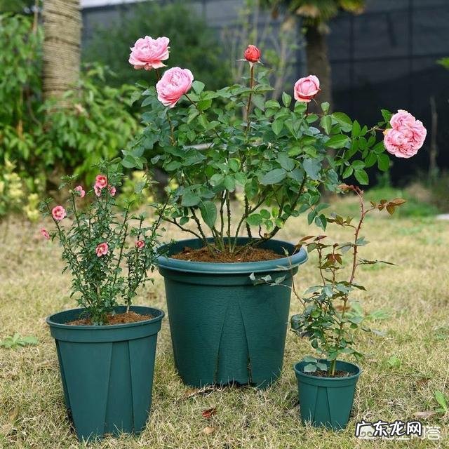 青山盆和加仑盆哪个更适合兰花养殖?