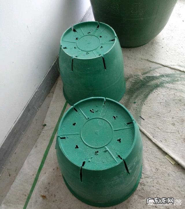 青山盆和加仑盆哪个更适合兰花养殖?