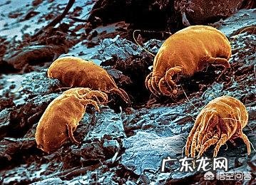 小孩经常被蚊子、螨虫咬怎么办?