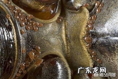 小孩经常被蚊子、螨虫咬怎么办?