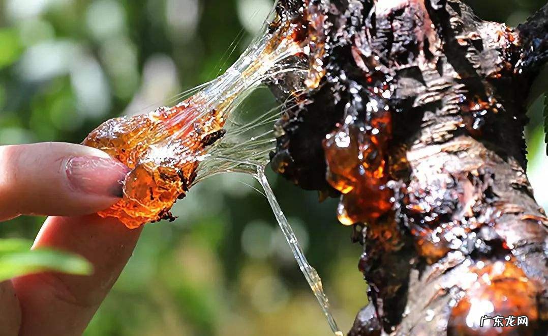 核胶吃了有什么作用