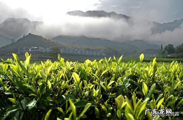 什么茶减肥效果最好最快呢