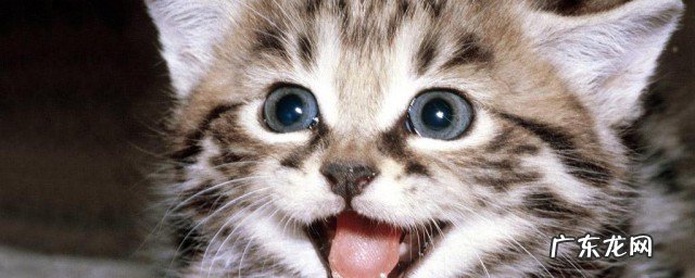 摸猫哪里他会开心