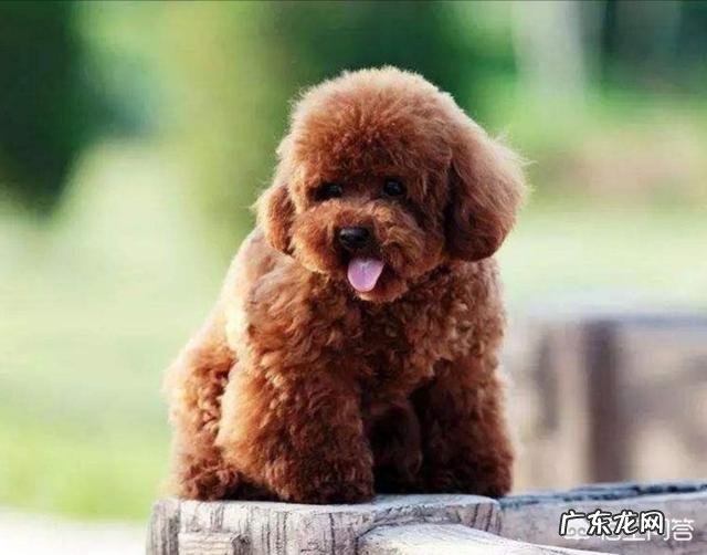 史上第一只狗是怎样来的?