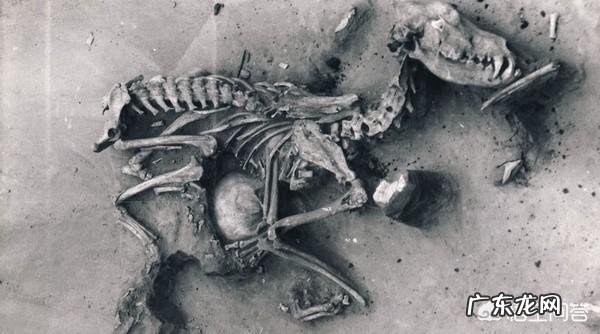 史上第一只狗是怎样来的?