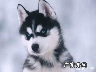 史上第一只狗是怎样来的?