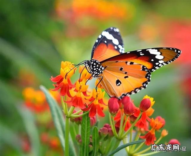 你觉得长的漂亮的女人婚姻幸福的几率是不是大的多?