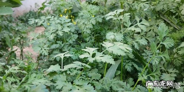 香菜种子怎么处理好?