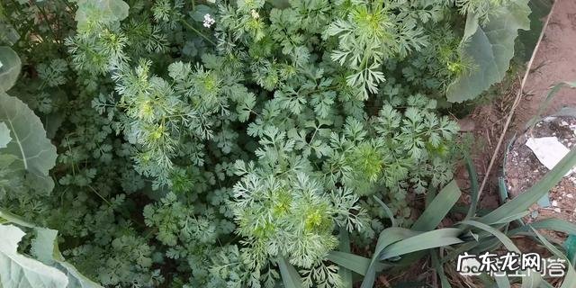 香菜种子怎么处理好?