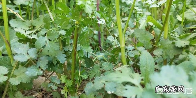 香菜种子怎么处理好?