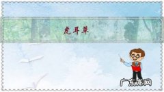 虎耳草，形似虎耳，盆栽要如何管理呢？